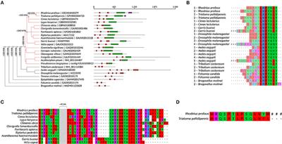 Multiple Roles of the Polycistronic Gene Tarsal-less/Mille-Pattes/Polished-Rice During Embryogenesis of the Kissing Bug Rhodnius prolixus